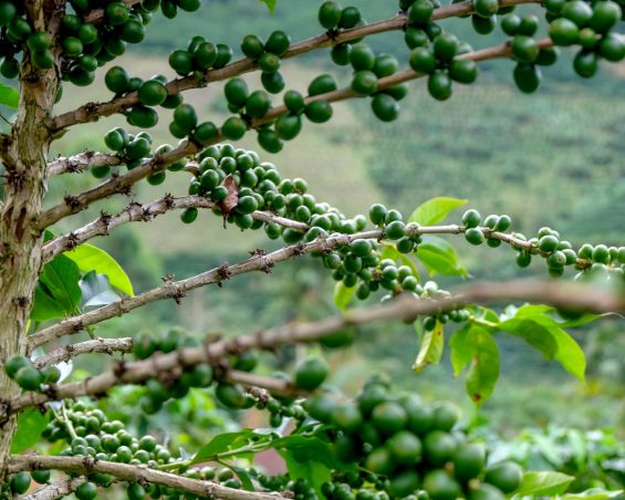 Coffee tree, Burundi hill Gikingo region